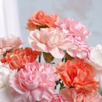 Pastel Letterbox Carnations