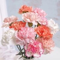 Pastel Letterbox Carnations