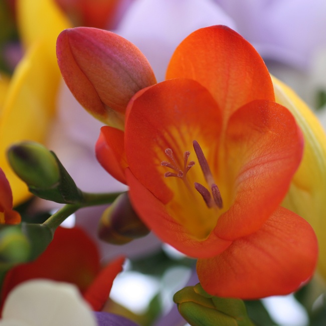 Simply Scented Freesia Flowers by Post Floric