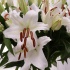 White Oriental Lilies (20 Stems)