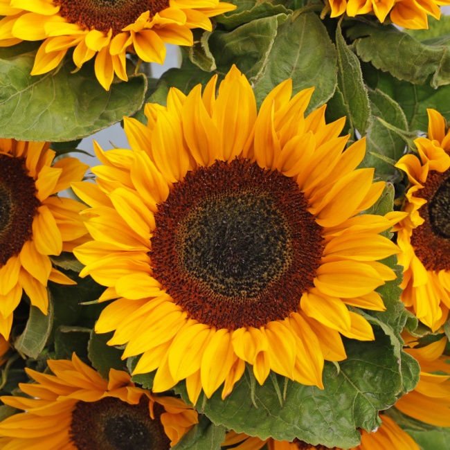 Sunflowers (10 Stems)