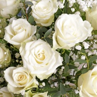 Sympathy White roses